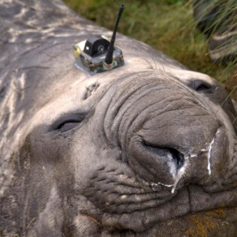 A Southern Ocean elephant seal wears a sensor on its head as it sleeps on an island in the Southern Ocean, Antarctica in this handout photo taken February 27, 2012. Elephant seals wearing head sensors and swimming deep beneath Antarctic ice have helped scientists better understand how the ocean's coldest, deepest waters are formed, providing vital clues to understanding its role in the world's climate. The tagged seals, along with sophisticated satellite data and moorings in ocean canyons, all played a role in providing data from the extreme Antarctic environment, where observations are very rare and ships could not go, said researchers at the Antarctic Climate & Ecosystem CRC in Tasmania. The sensor weighs about 100 to 200 grams and has a small satellite relay which transmits data on a daily basis. Picture taken February 27, 2012. To match story AUSTRALIA-ANTARCTIC/SEALS REUTERS/Mark Hindell/Antarctic Climate and Ecosystems CRC/Handout (ANTARCTICA - Tags: ENVIRONMENT SCIENCE TECHNOLOGY ANIMALS TPX IMAGES OF THE DAY) ATTENTION EDITORS - THIS IMAGE WAS PROVIDED BY A THIRD PARTY. FOR EDITORIAL USE ONLY. NOT FOR SALE FOR MARKETING OR ADVERTISING CAMPAIGNS. THIS PICTURE IS DISTRIBUTED EXACTLY AS RECEIVED BY REUTERS, AS A SERVICE TO CLIENTS. NO SALES. NO ARCHIVES