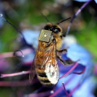 lores-honeybee-1