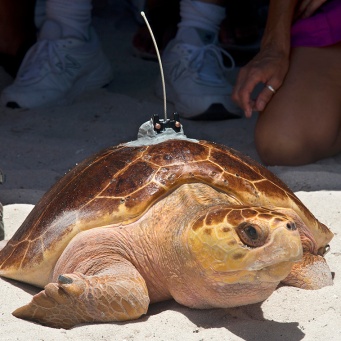 "Pine Tyme," a subadult loggerhead sea turtle fitted with a satellite tracking transmitter, gets her bearings on a Florida Keys beach before crawling into the Atlantic Ocean Friday, Aug. 15, 2014, in Marathon, Fla. Rehabilitated at the Keys-based Turtle Hospital, the 80-pound female turtle is the 11th and final turtle being tracked online during the Tour de Turtles, a three-month-long "race" organized by the Sea Turtle Conservancy. FOR EDITORIAL USE ONLY (Andy Newman/Florida Keys News Bureau/HO)