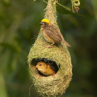 55150953bb3bdc3d8981bc0d765b5f93--bird-nests-nest-bird