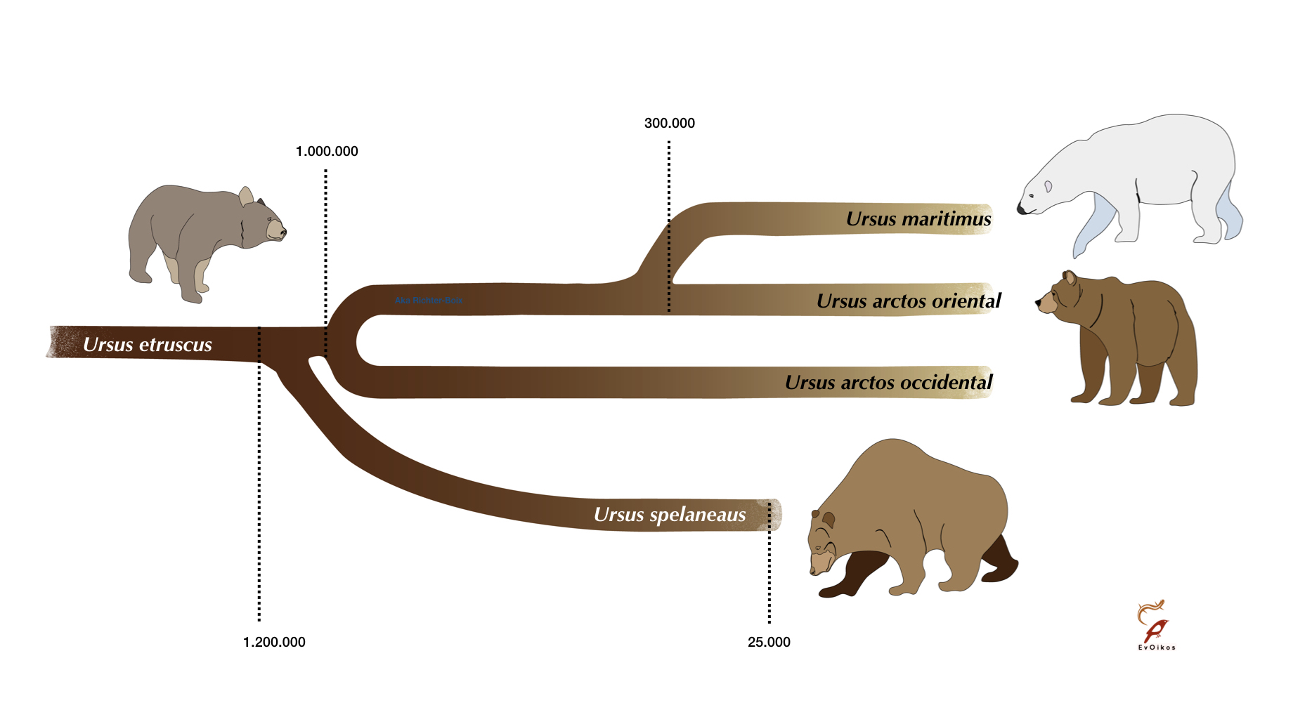 Evolución osos